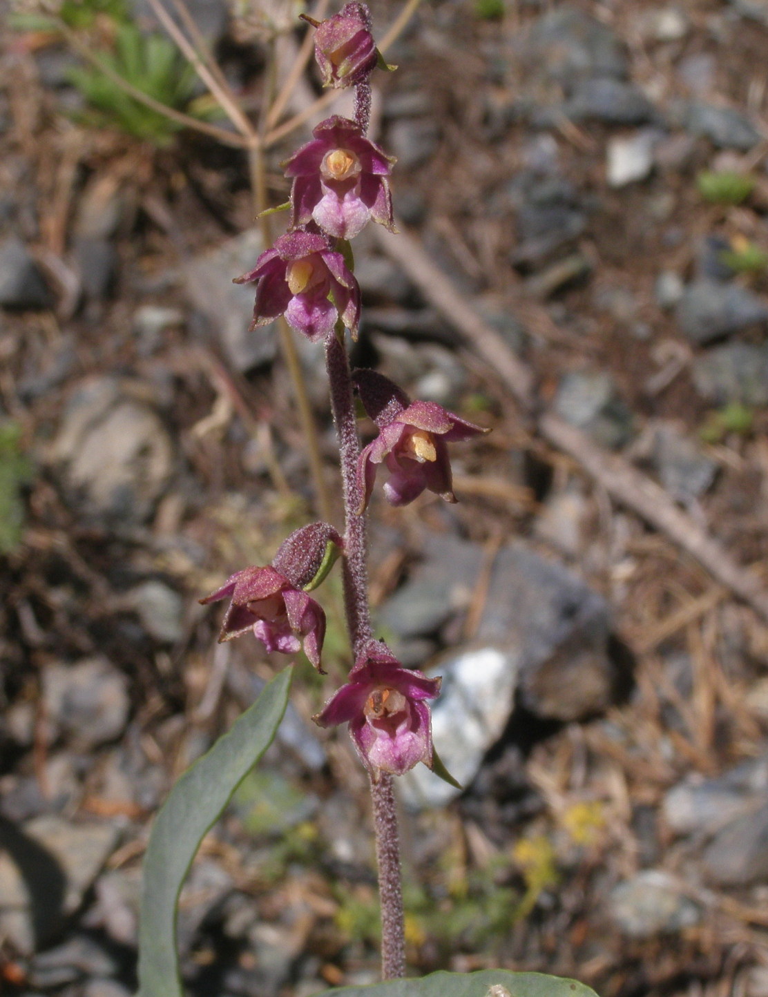 Epipactis atrorubens